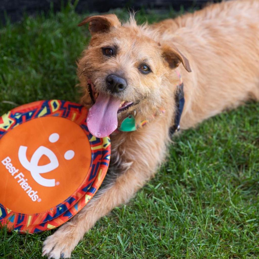 Venus, an adoptable Poodle, Pit Bull Terrier in Kanab, UT, 84741 | Photo Image 2