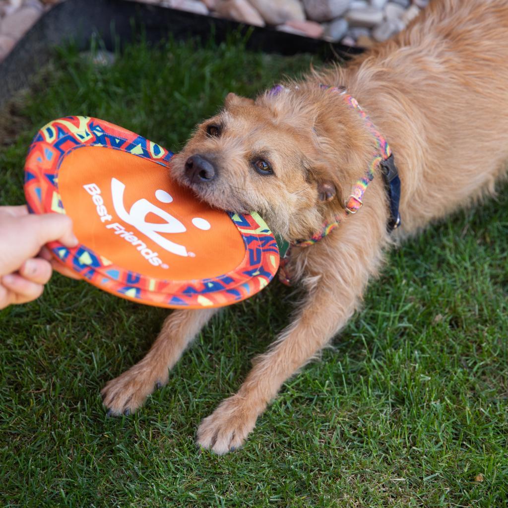 Venus, an adoptable Poodle, Pit Bull Terrier in Kanab, UT, 84741 | Photo Image 3