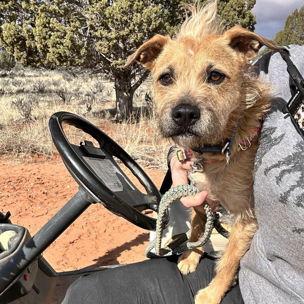 Venus, an adoptable Poodle, Pit Bull Terrier in Kanab, UT, 84741 | Photo Image 4