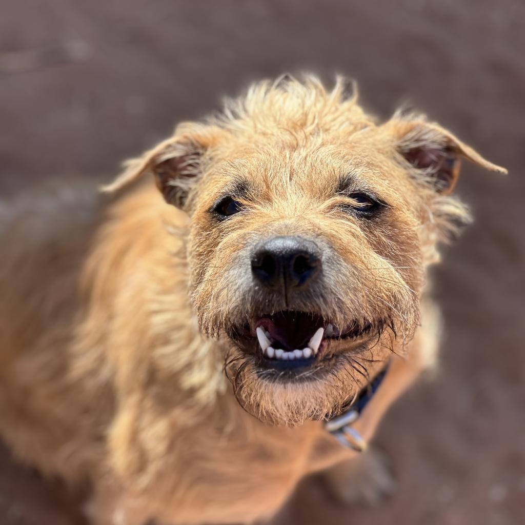 Venus, an adoptable Poodle, Pit Bull Terrier in Kanab, UT, 84741 | Photo Image 5