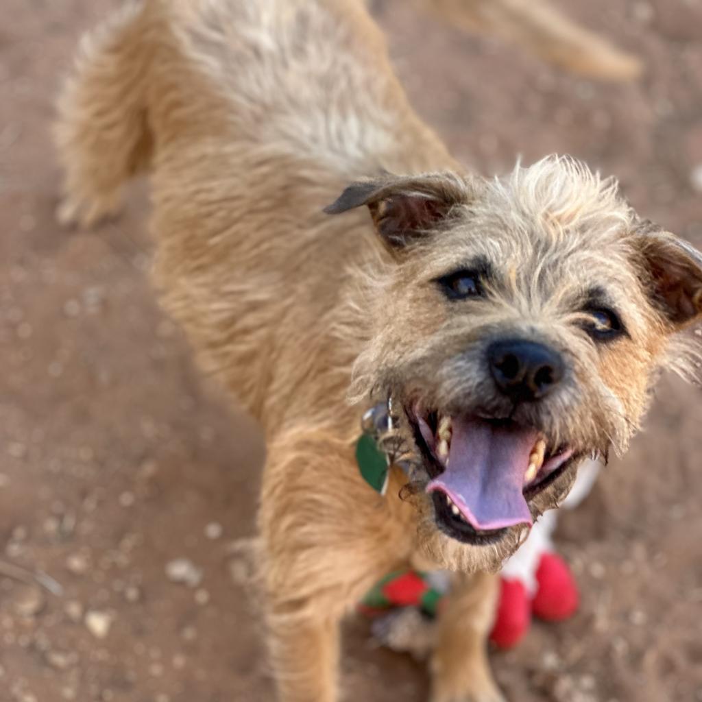 Venus, an adoptable Poodle, Pit Bull Terrier in Kanab, UT, 84741 | Photo Image 6