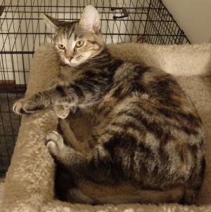 Petfinder cats best sale near me