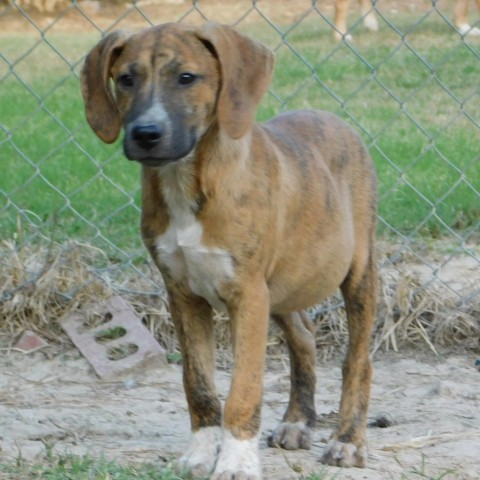 Doogie 3