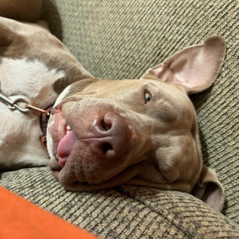 Mr Barkside 2