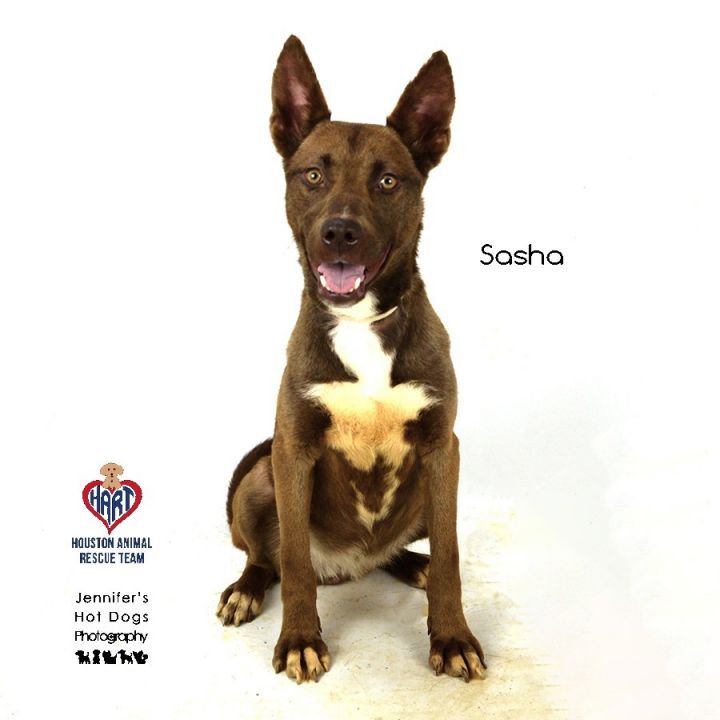 Dog for adoption Sasha a Thai Ridgeback Mix in Westborough MA