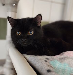 Black Bean
