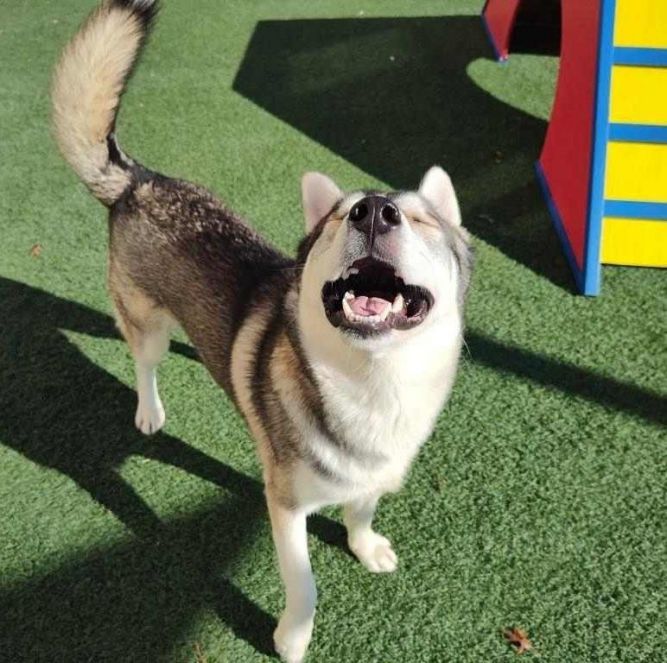 Tate- $75 Adoption Fee! Diamond Dog!