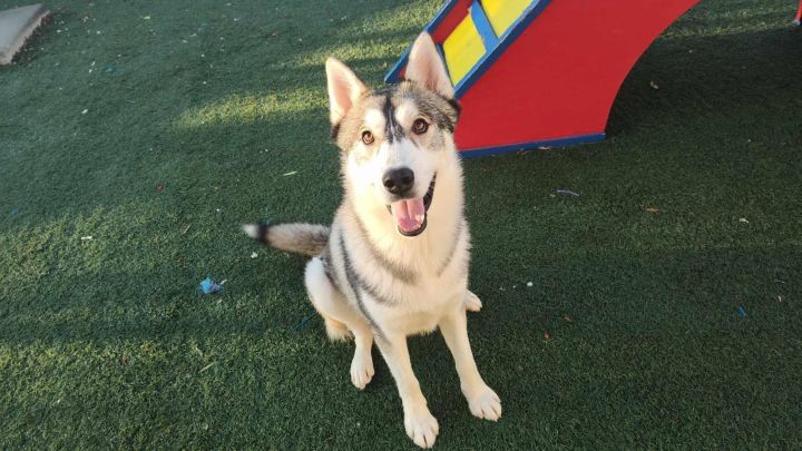 Tate- $75 Adoption Fee! Diamond Dog! 2