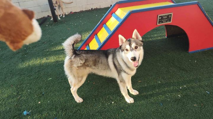 Tate- $75 Adoption Fee! Diamond Dog! 3