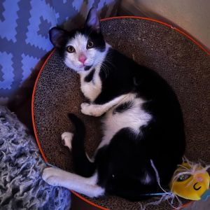 Hi there Im Thorin a one-of-a-kind cat with a heart full of love and a spirit that knows no bound