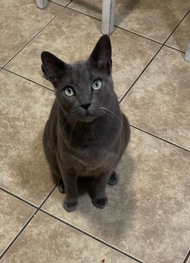 Petfinder store russian blue