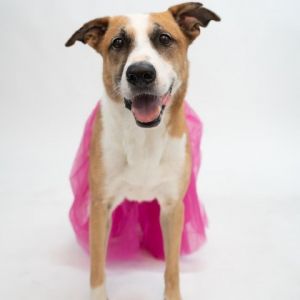 Dogs for Adoption Near West Des Moines IA Petfinder