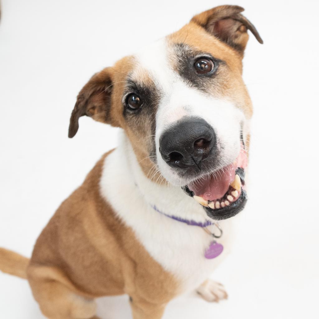 Sophie, an adoptable Collie in Houston, TX, 77095 | Photo Image 2