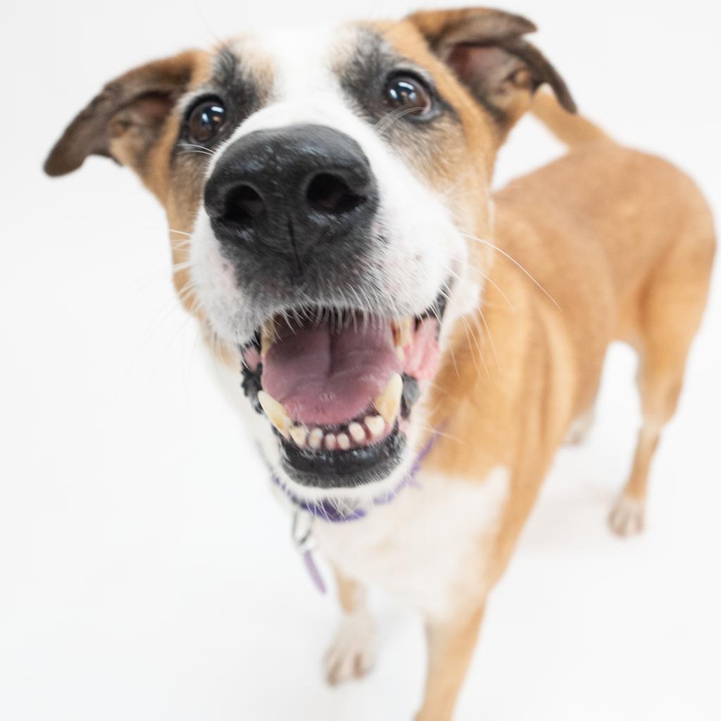 Sophie, an adoptable Collie in Houston, TX, 77095 | Photo Image 3