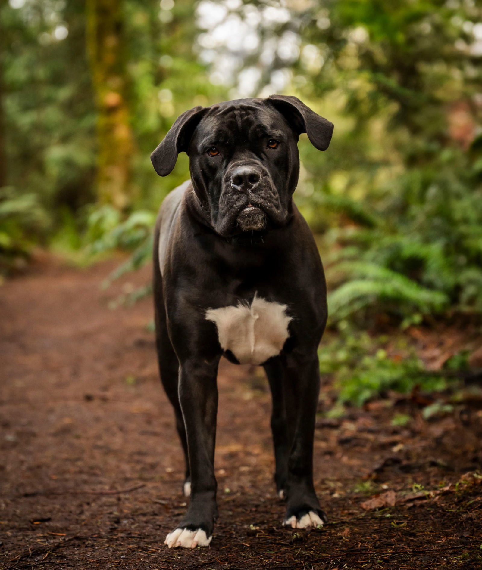 Penny, an adoptable English Bulldog in Bothell, WA, 98021 | Photo Image 1