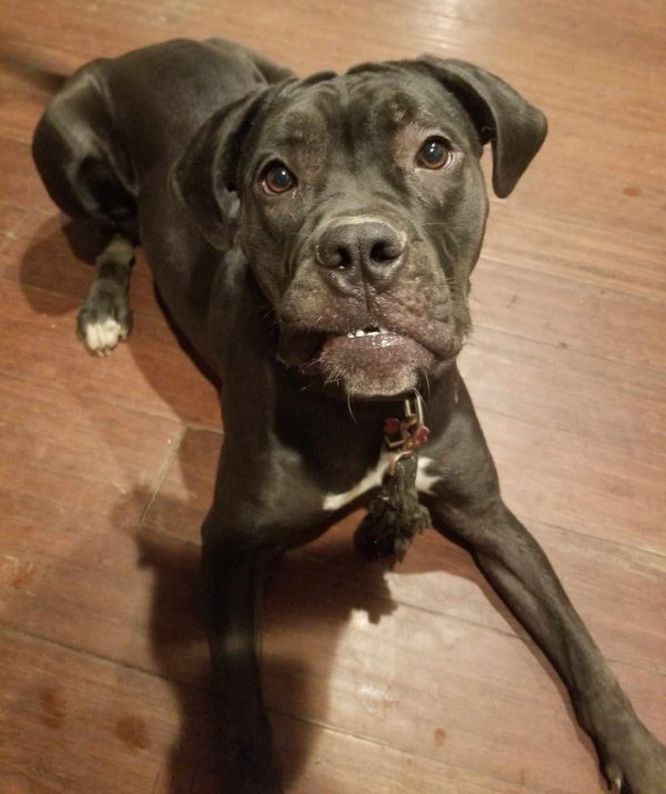 Penny, an adoptable English Bulldog in Bothell, WA, 98021 | Photo Image 2