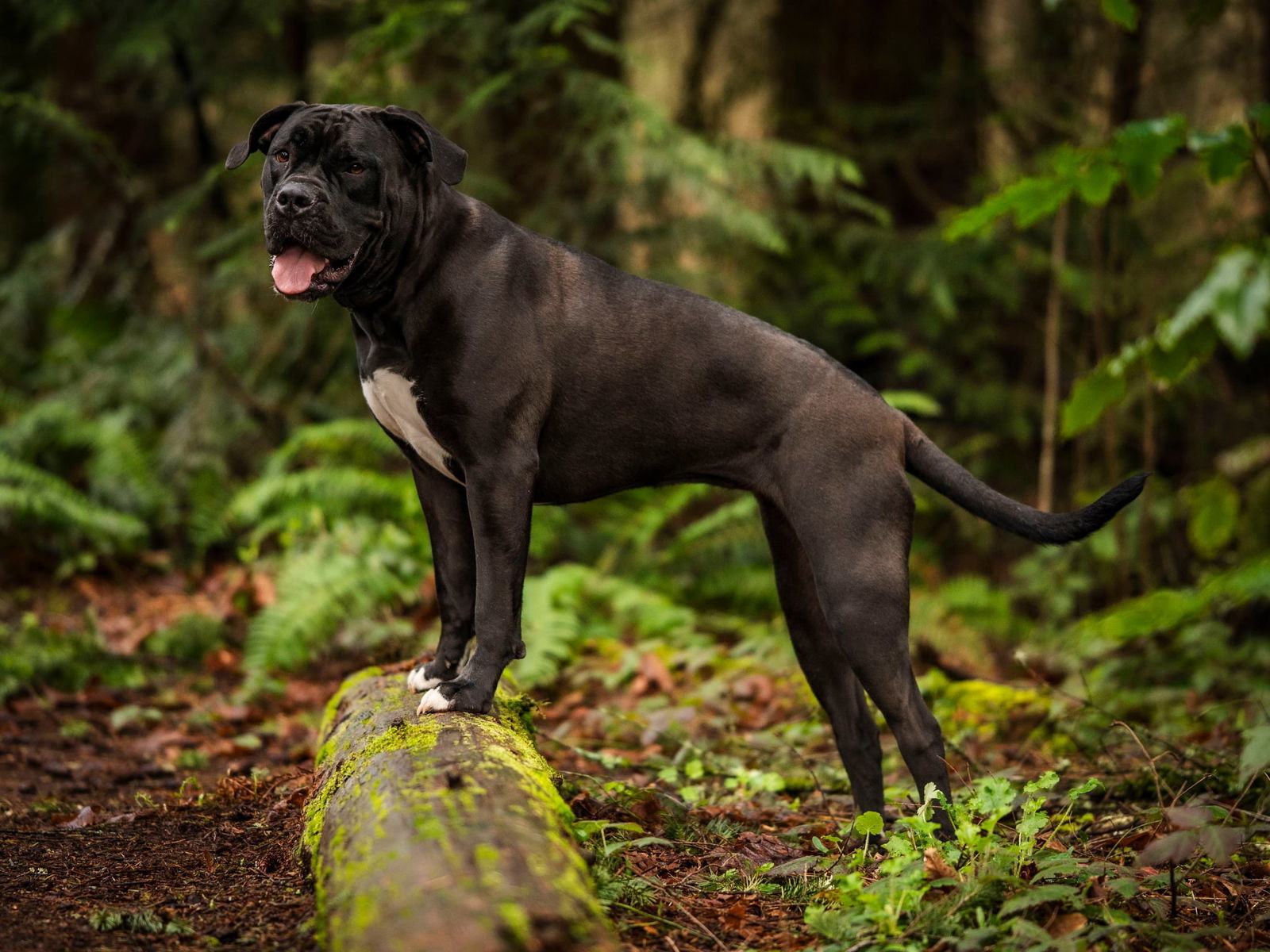 Penny, an adoptable English Bulldog in Bothell, WA, 98021 | Photo Image 2
