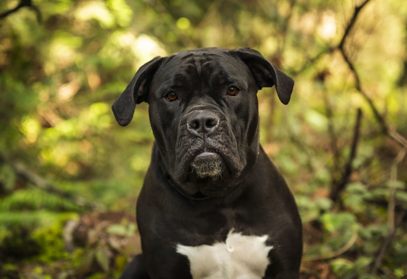 Penny, an adoptable English Bulldog in Bothell, WA, 98021 | Photo Image 3