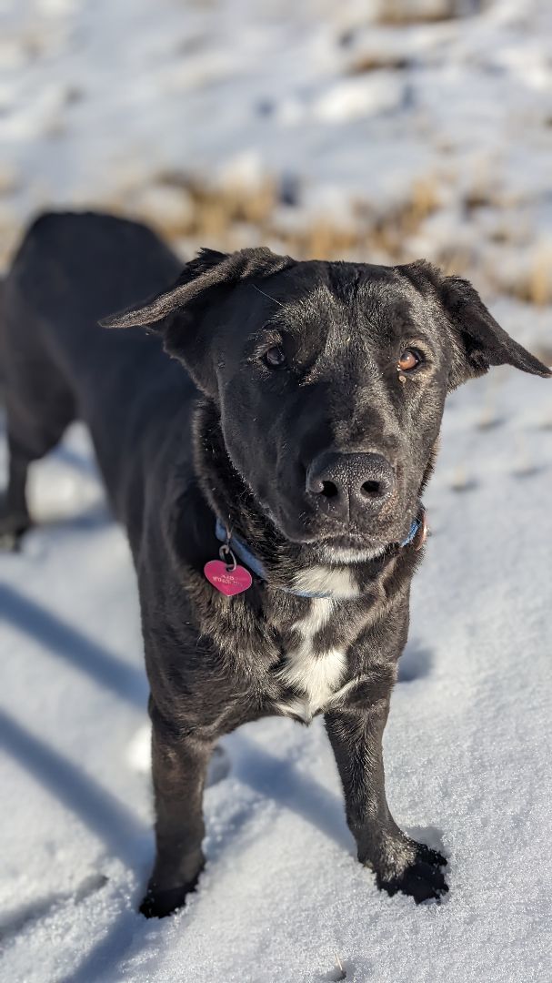 George, an adoptable Labrador Retriever in Ridgway, CO, 81432 | Photo Image 1