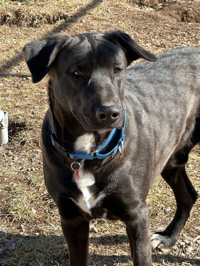 George, an adoptable Labrador Retriever in Ridgway, CO, 81432 | Photo Image 4