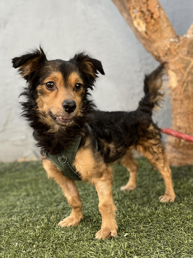 Fernando, an adoptable Papillon, Mixed Breed in Tustin, CA, 92782 | Photo Image 3