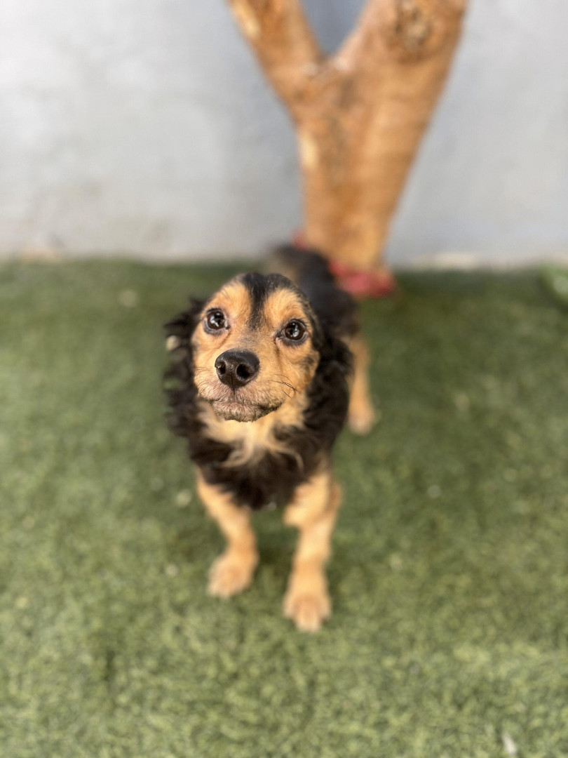 Fernando, an adoptable Papillon, Mixed Breed in Tustin, CA, 92782 | Photo Image 4