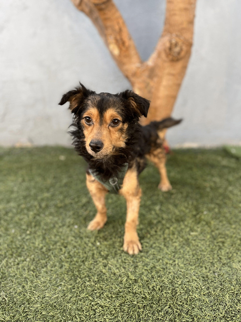 Fernando, an adoptable Papillon, Mixed Breed in Tustin, CA, 92782 | Photo Image 5