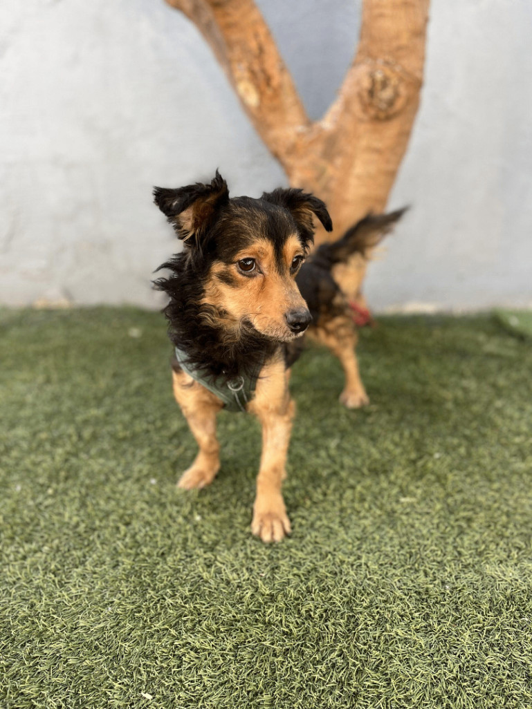 Fernando, an adoptable Papillon, Mixed Breed in Tustin, CA, 92782 | Photo Image 6
