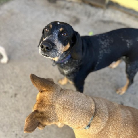 Moose, an adoptable Bluetick Coonhound in Grand Junction, CO, 81505 | Photo Image 1