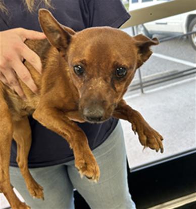 A071150, an adoptable Chihuahua, Mixed Breed in Norfolk, VA, 23502 | Photo Image 1