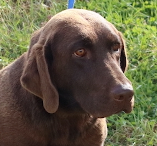 Chocolate labs hot sale for adoption