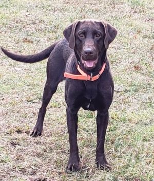 Petfinder best sale black lab