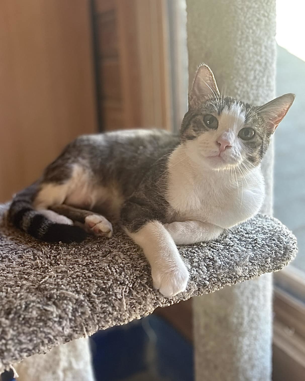 BRIGHTSIDE, an adoptable Tabby in Capshaw, AL, 35742 | Photo Image 1