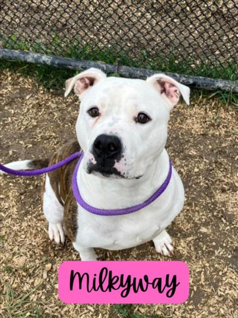 MILKYWAY, an adoptable Staffordshire Bull Terrier, Mixed Breed in Saginaw, MI, 48602 | Photo Image 1