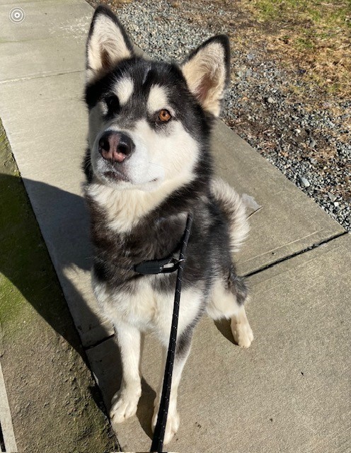 3 year hot sale old husky