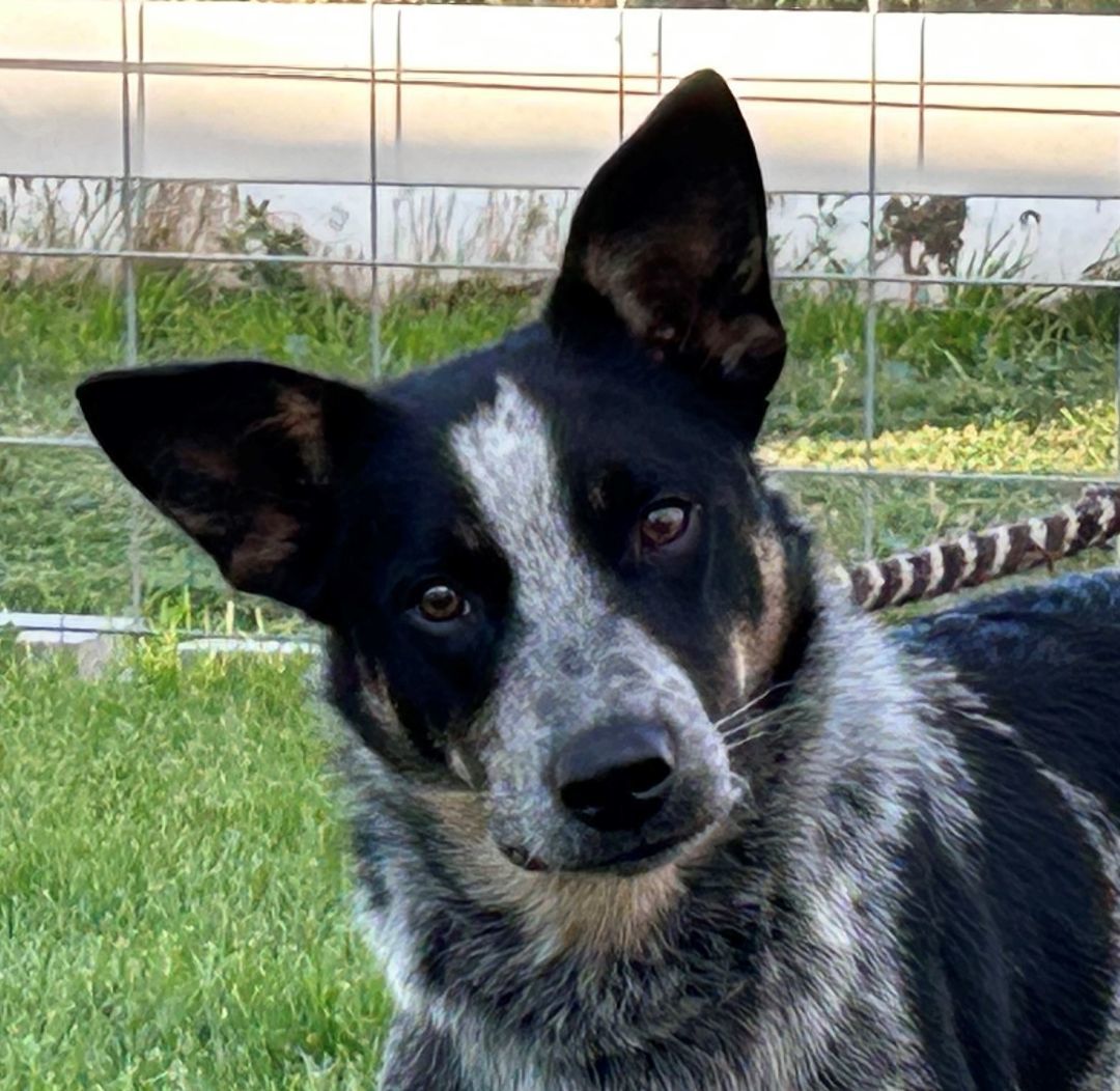Hank, an adoptable Australian Cattle Dog / Blue Heeler in Greeley, CO, 80634 | Photo Image 1
