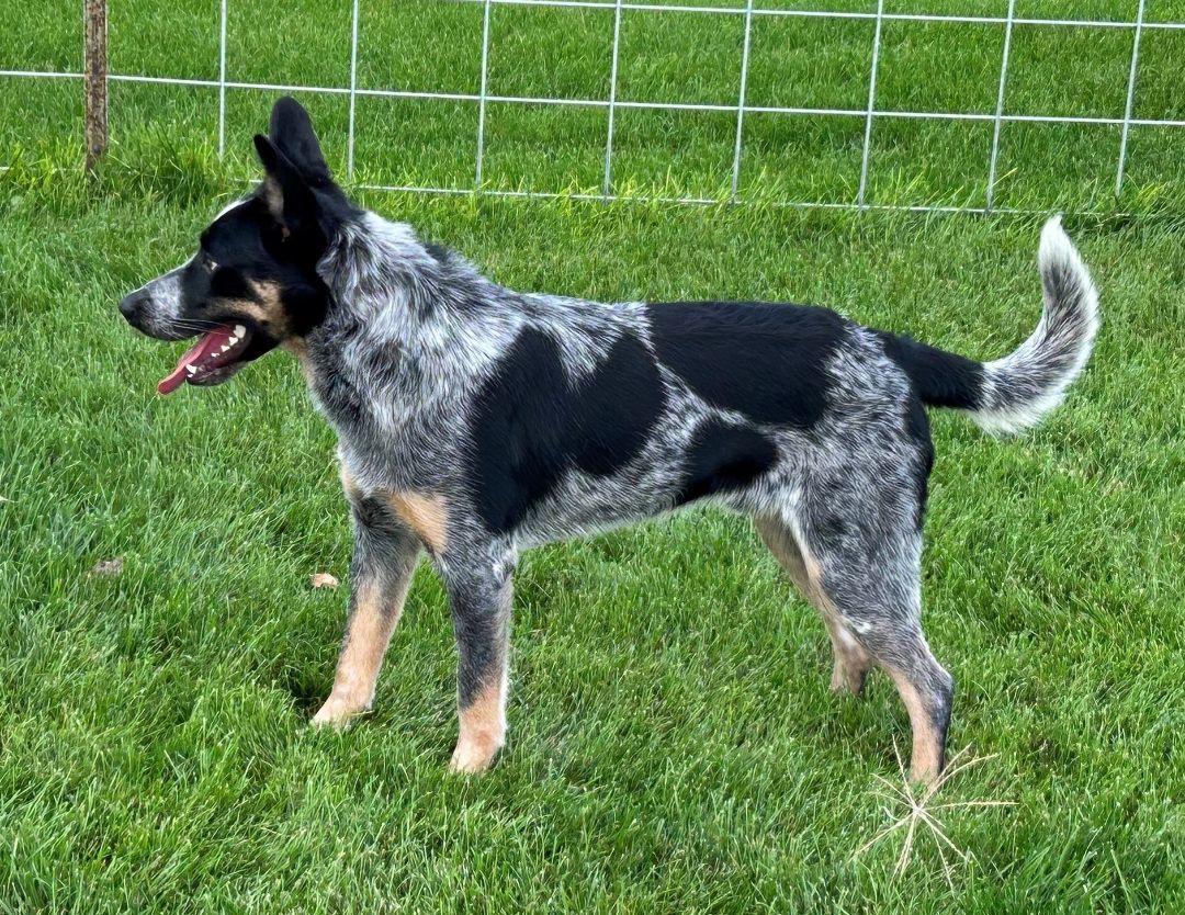 Hank, an adoptable Australian Cattle Dog / Blue Heeler in Greeley, CO, 80634 | Photo Image 2