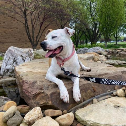 Hanna, an adoptable Pit Bull Terrier in Springfield, IL, 62702 | Photo Image 6