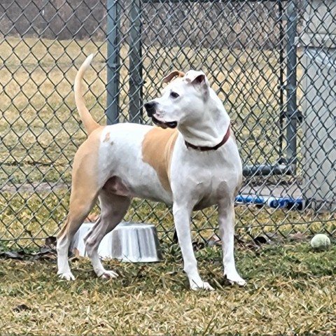 Hanna, an adoptable Pit Bull Terrier in Springfield, IL, 62702 | Photo Image 9