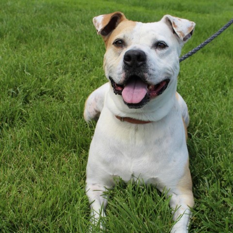 Hanna, an adoptable Pit Bull Terrier in Springfield, IL, 62702 | Photo Image 10