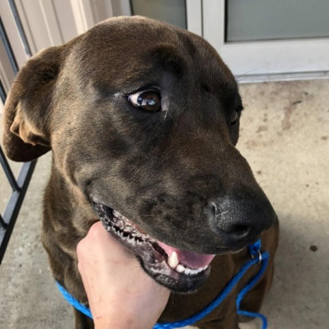 Rufus, an adoptable Coonhound in LOXAHATCHEE, FL, 33470 | Photo Image 2