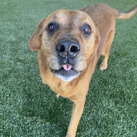 Charlie, an adoptable Coonhound in LOXAHATCHEE, FL, 33470 | Photo Image 3