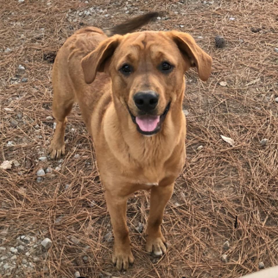 Charlie, an adoptable Coonhound in LOXAHATCHEE, FL, 33470 | Photo Image 3