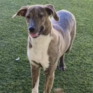 Braylee, Adult Female Plott Hound