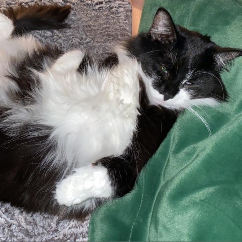 Luna 4
