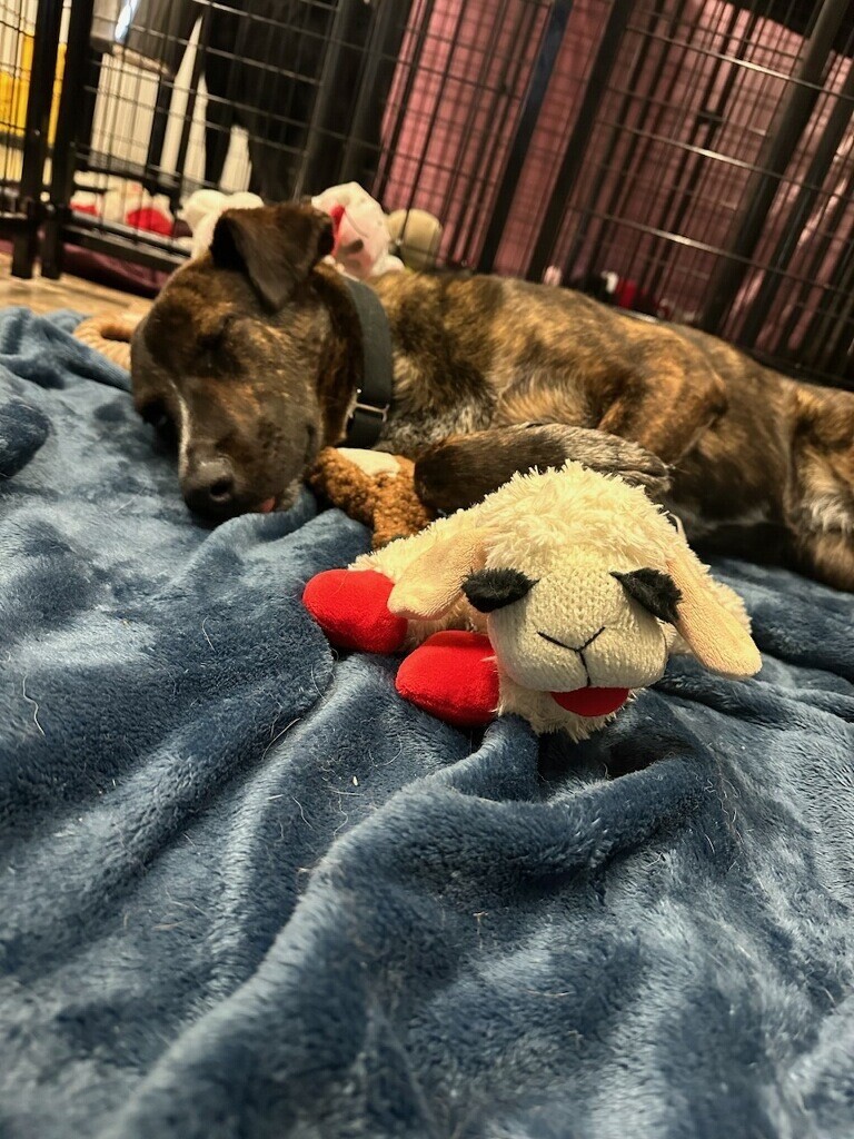Mary Puppins