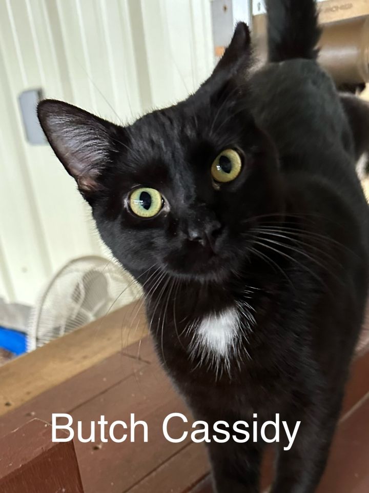 Butch Cassidy 1