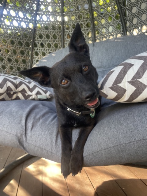 Jett- Courtesy Post 1