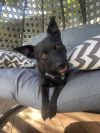 Jett- Courtesy Post photo 1