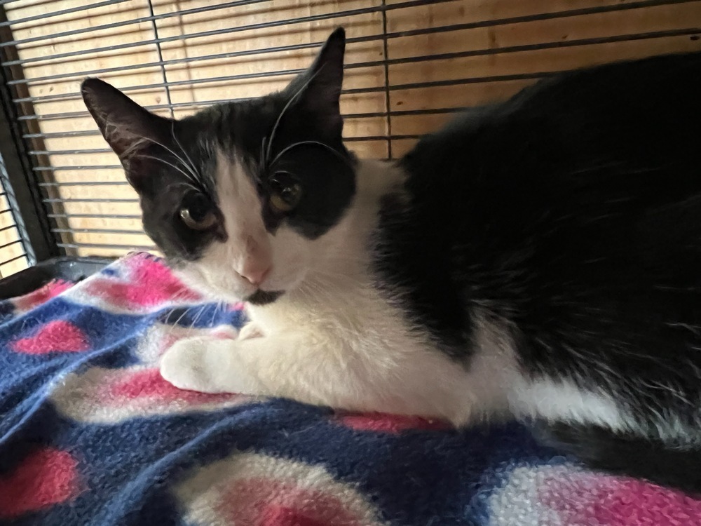 Penny, an adoptable Domestic Short Hair in Thatcher, AZ, 85552 | Photo Image 1